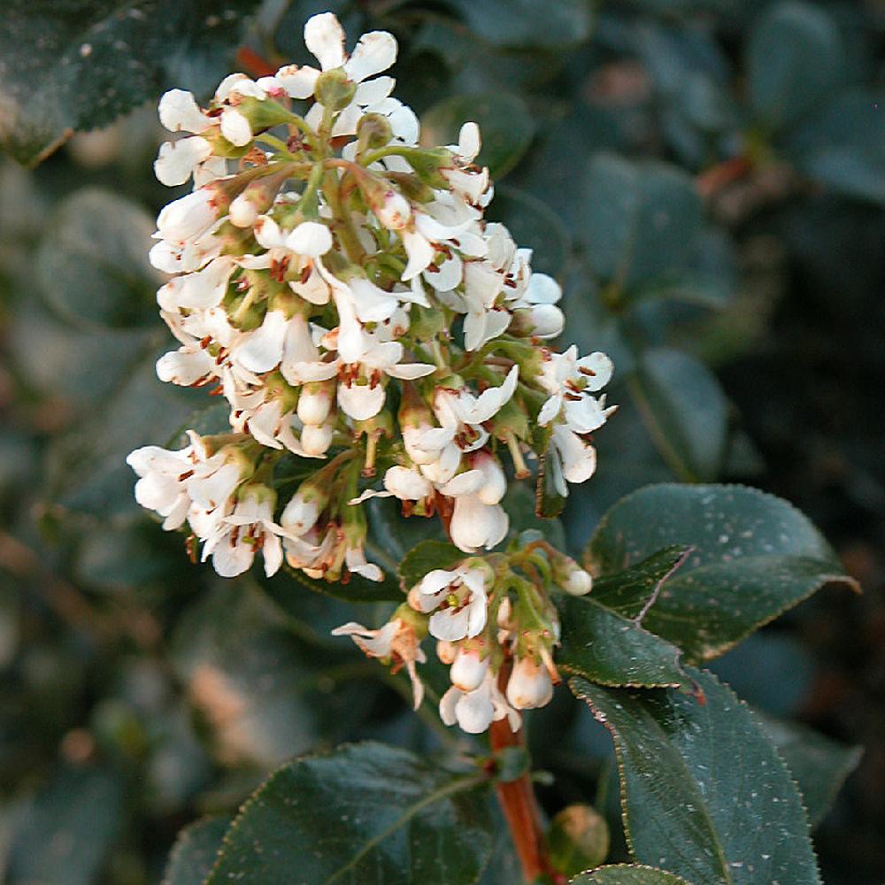 ESCALLONIA 'Iveyi'