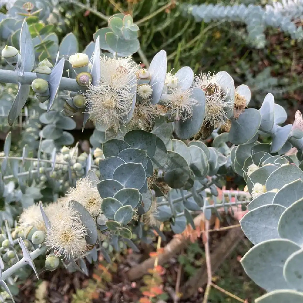 Eucalyptus 'Baby Blue