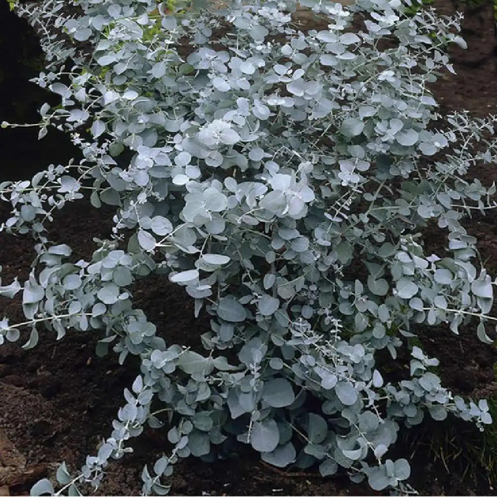 EUCALYPTUS gunnii 'Silverana'