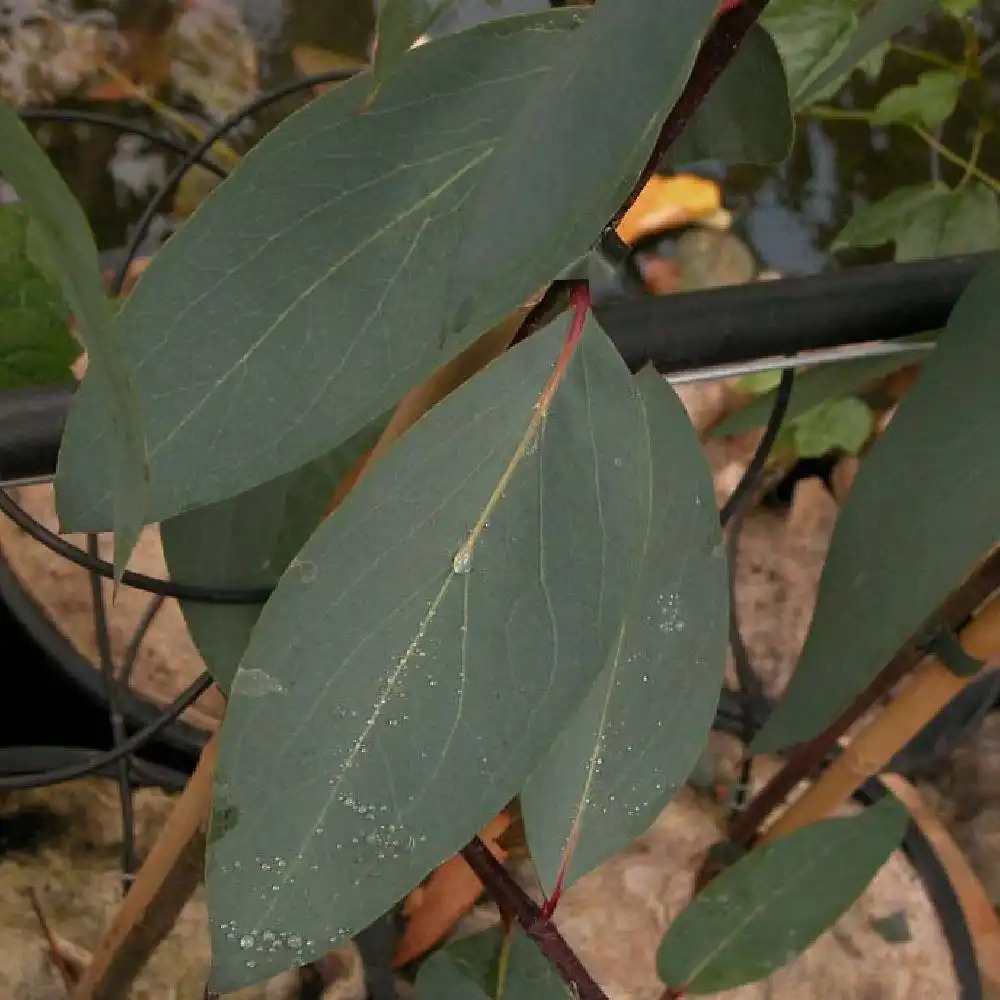 EUCALYPTUS pauciflora ssp.niphophila
