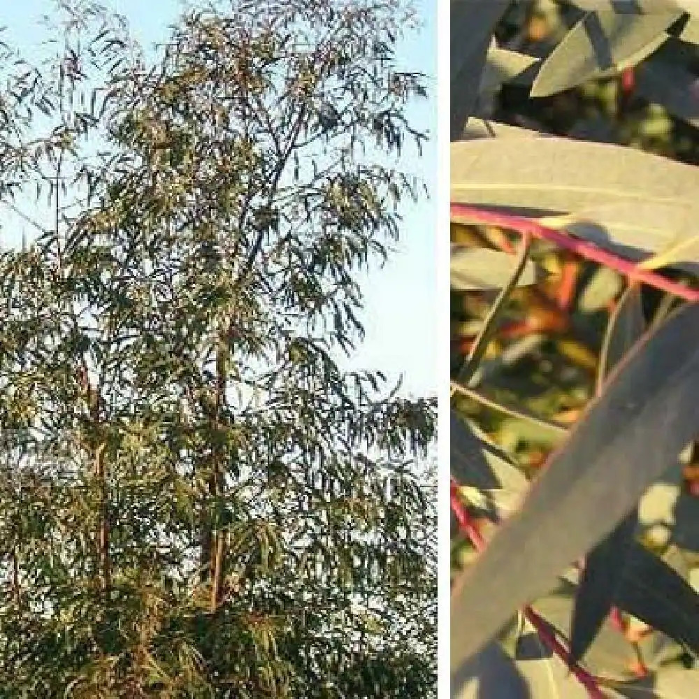 EUCALYPTUS parvifolia