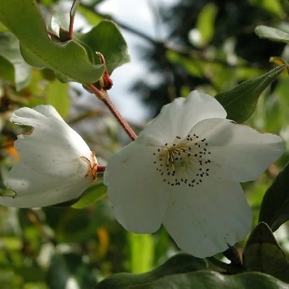 EUCRYPHIA x intermedia 'Rostrevor'