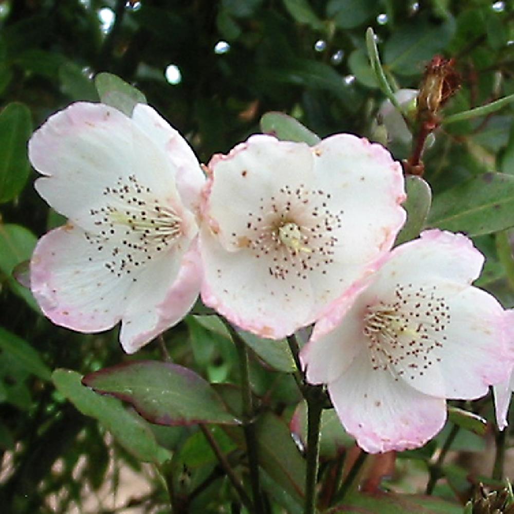 EUCRYPHIA lucida 'Ballerina'