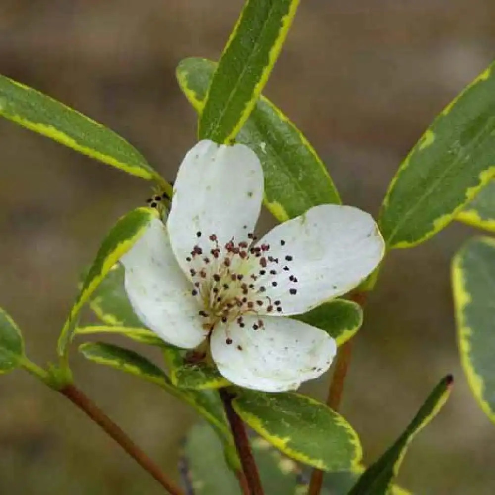 EUCRYPHIA lucida 'Gilt Edge'