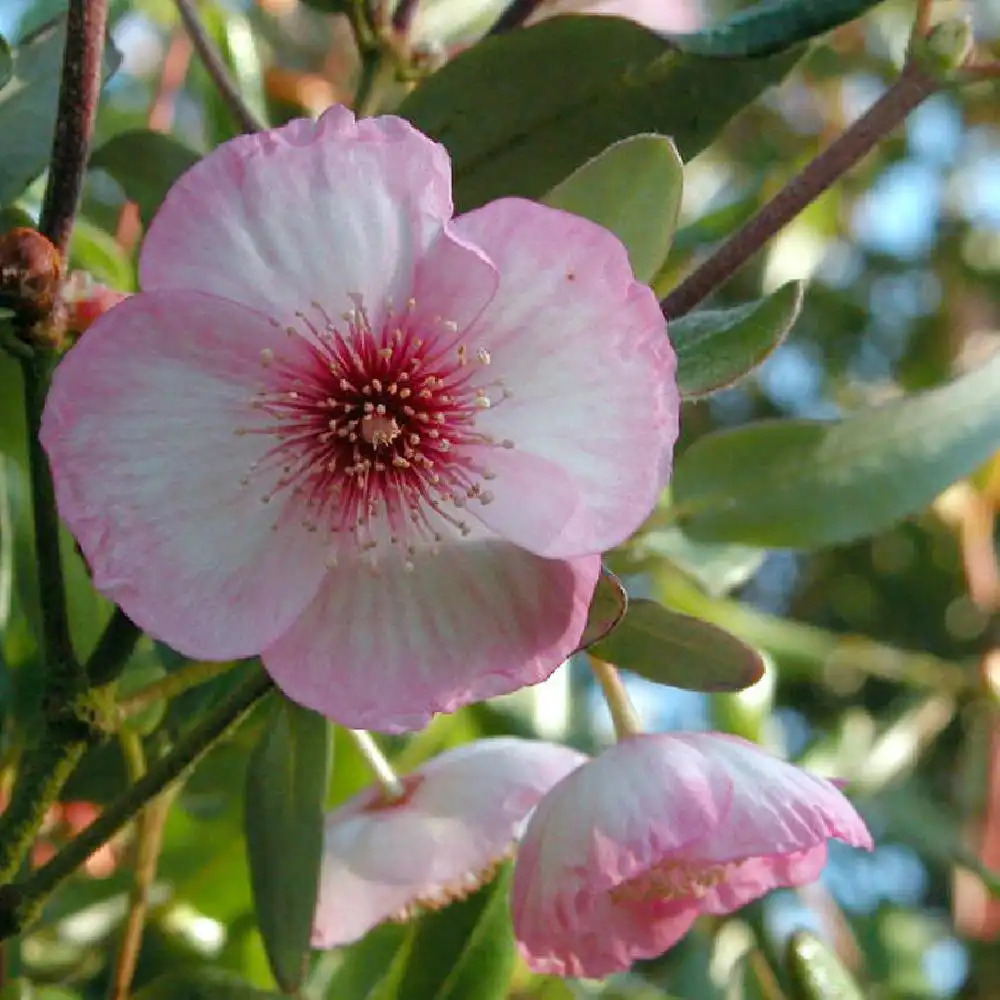 EUCRYPHIA lucida 'Pink Cloud'