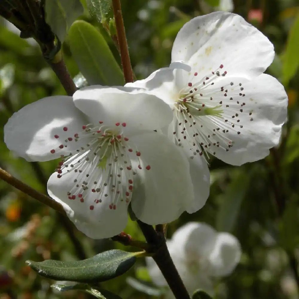 EUCRYPHIA lucida