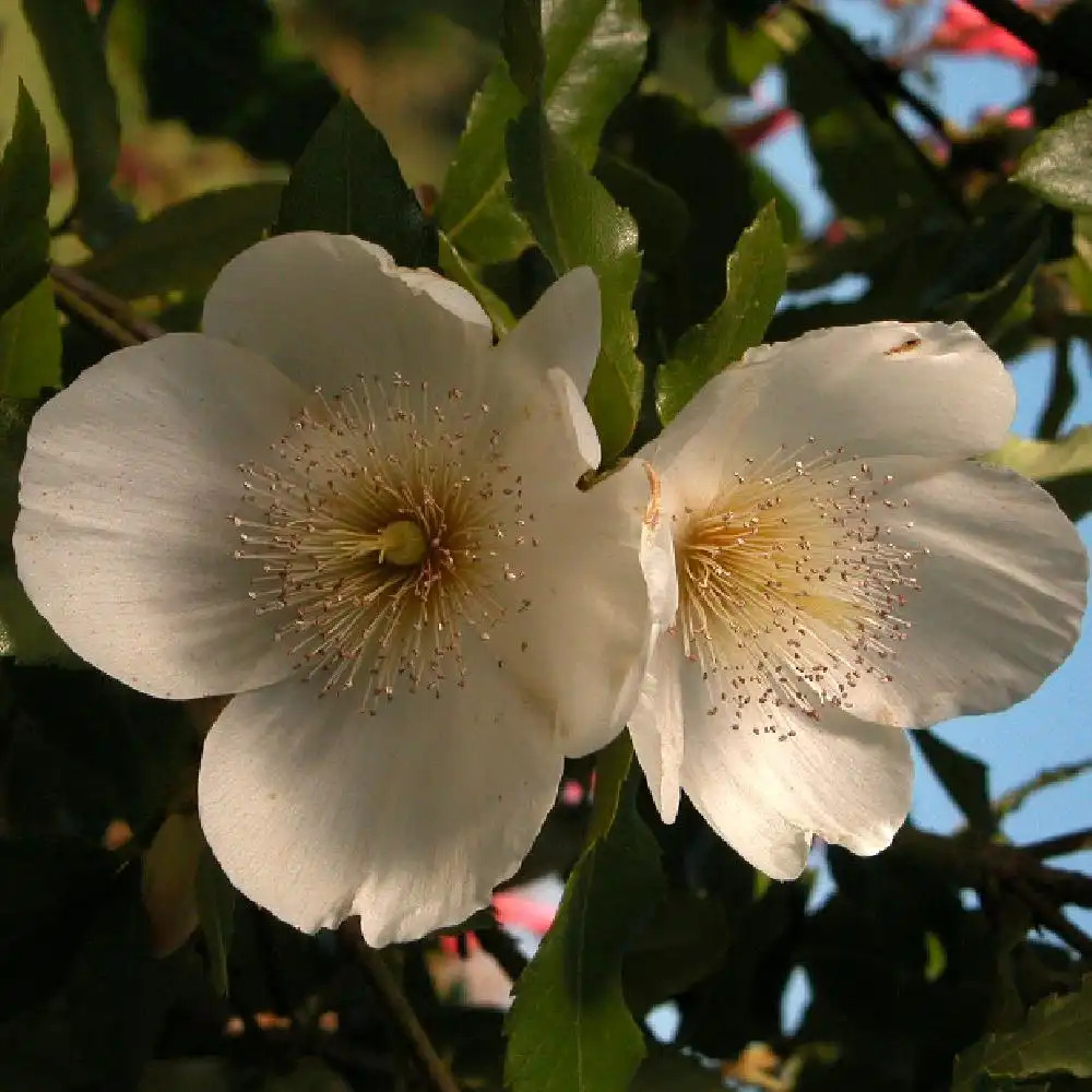 EUCRYPHIA x nymansensis 'Nymansay'