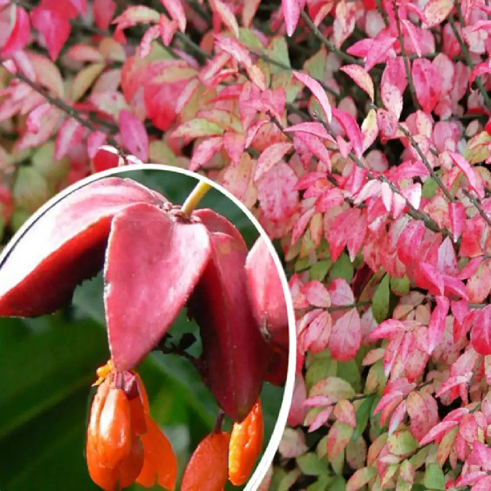 EUONYMUS alatus 'Ciliatodentatus'