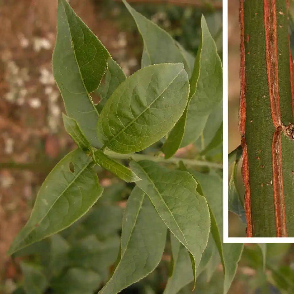 EUONYMUS europaeus