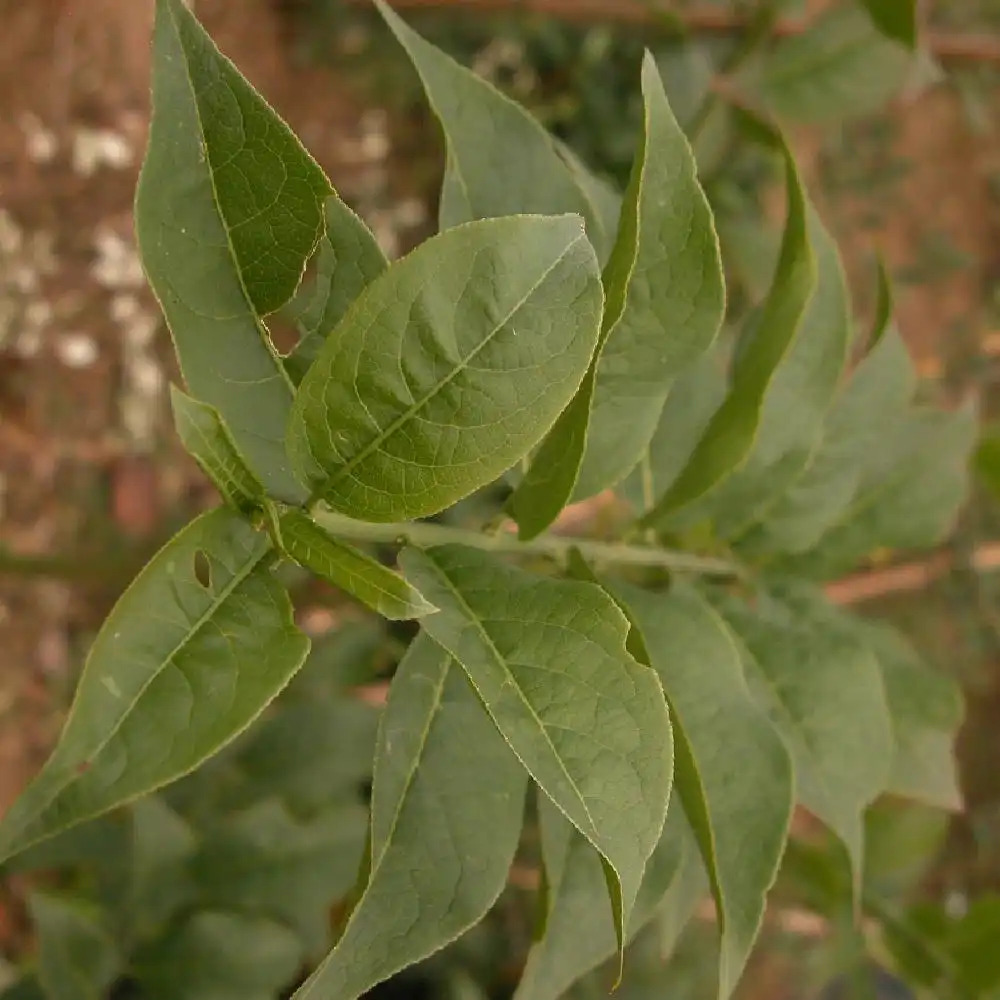 Fusain d'Europe - Euonymus Europaeus