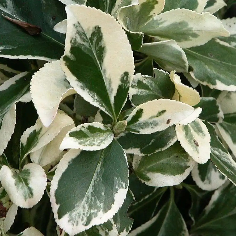 EUONYMUS fortunei 'Emerald Gaiety'