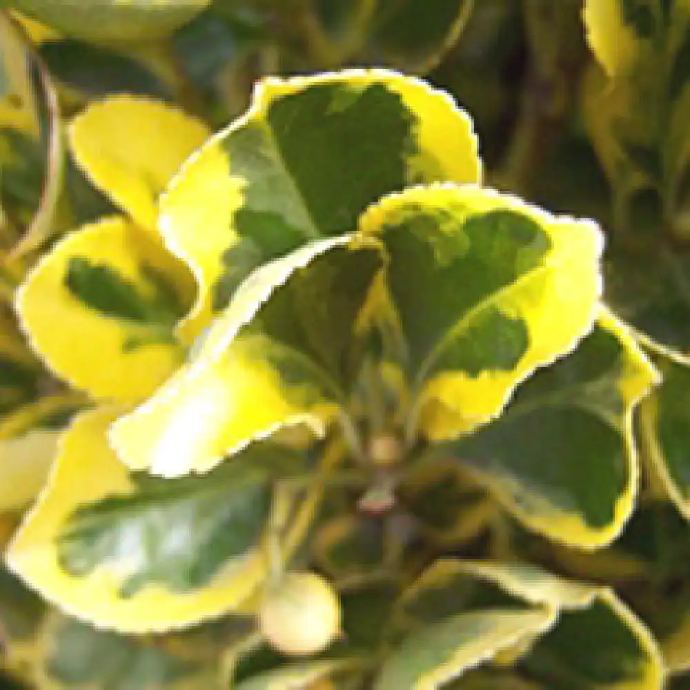 EUONYMUS japonicus 'Aureomarginatus'