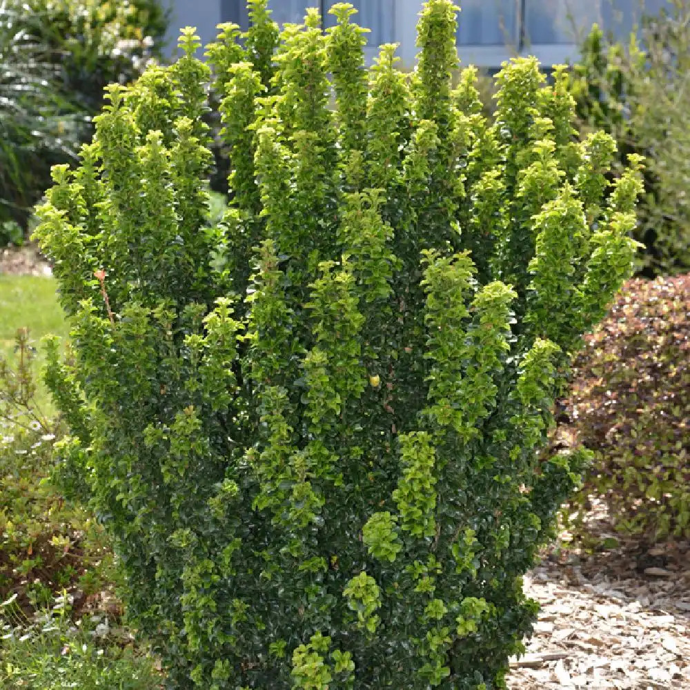 Fusain du Japon (Euonymus japonicus) : plantation, taille, entretien