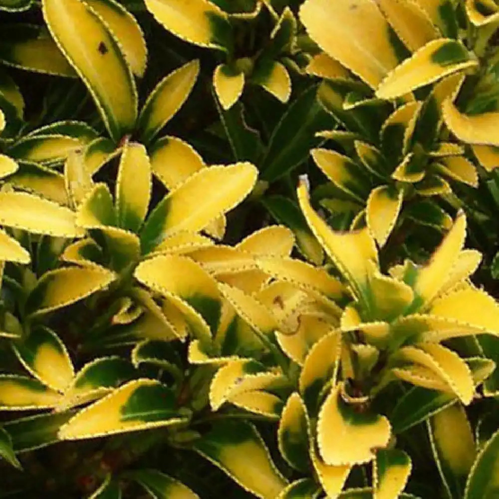 EUONYMUS japonicus 'Microphyllus Pulchellus'