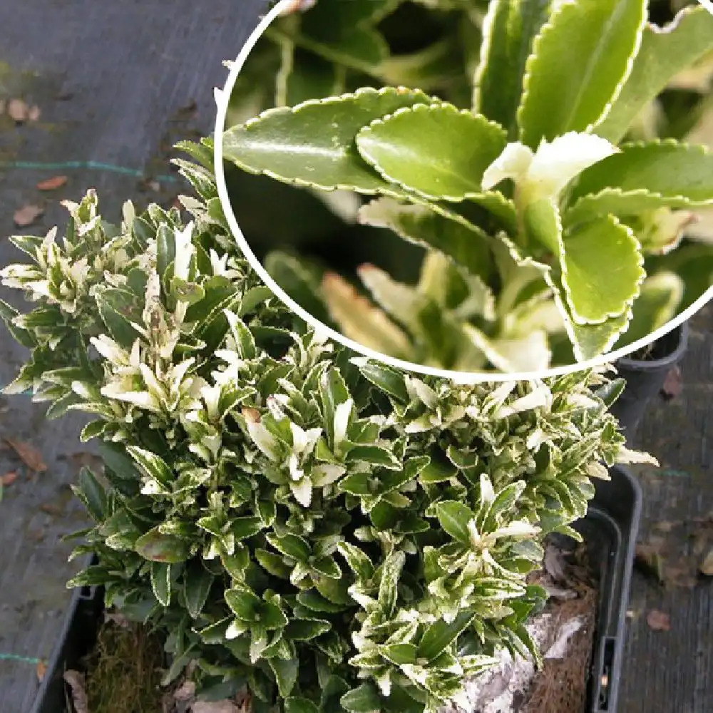 EUONYMUS japonicus 'Paloma Blanca'