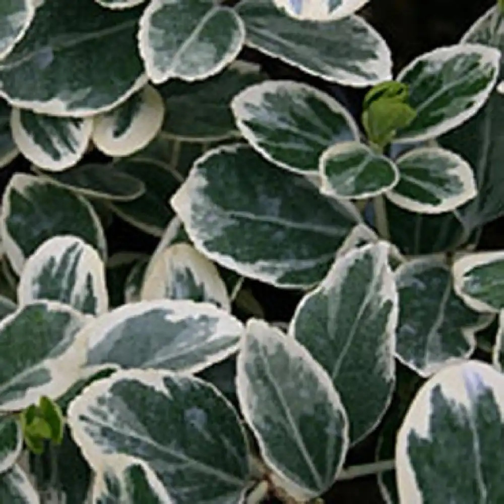 EUONYMUS japonicus 'President Gauthier'