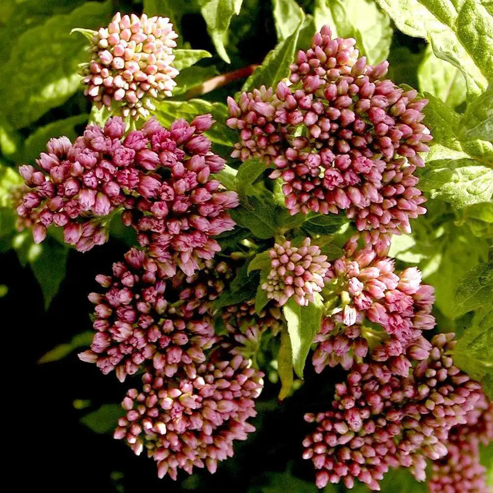 EUPATORIUM cannabinum 'Plenum'