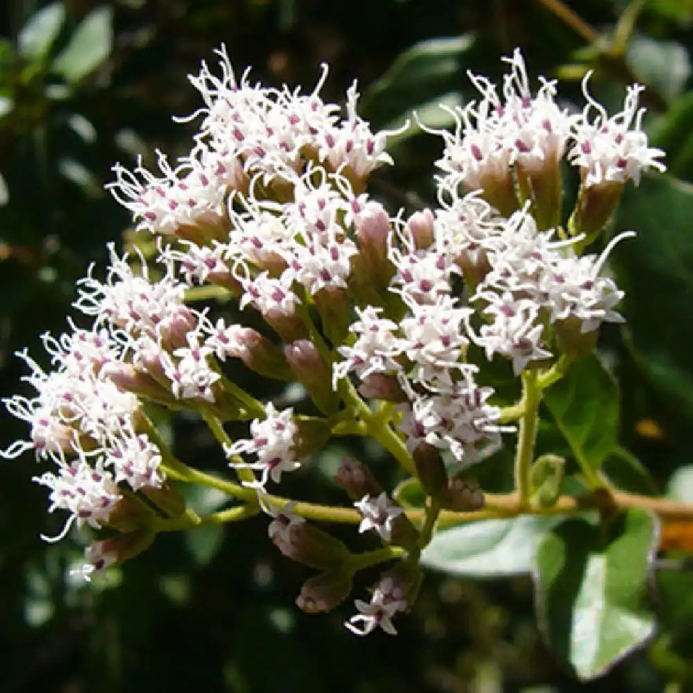 EUPATORIUM ligustrinum (=micranthum)