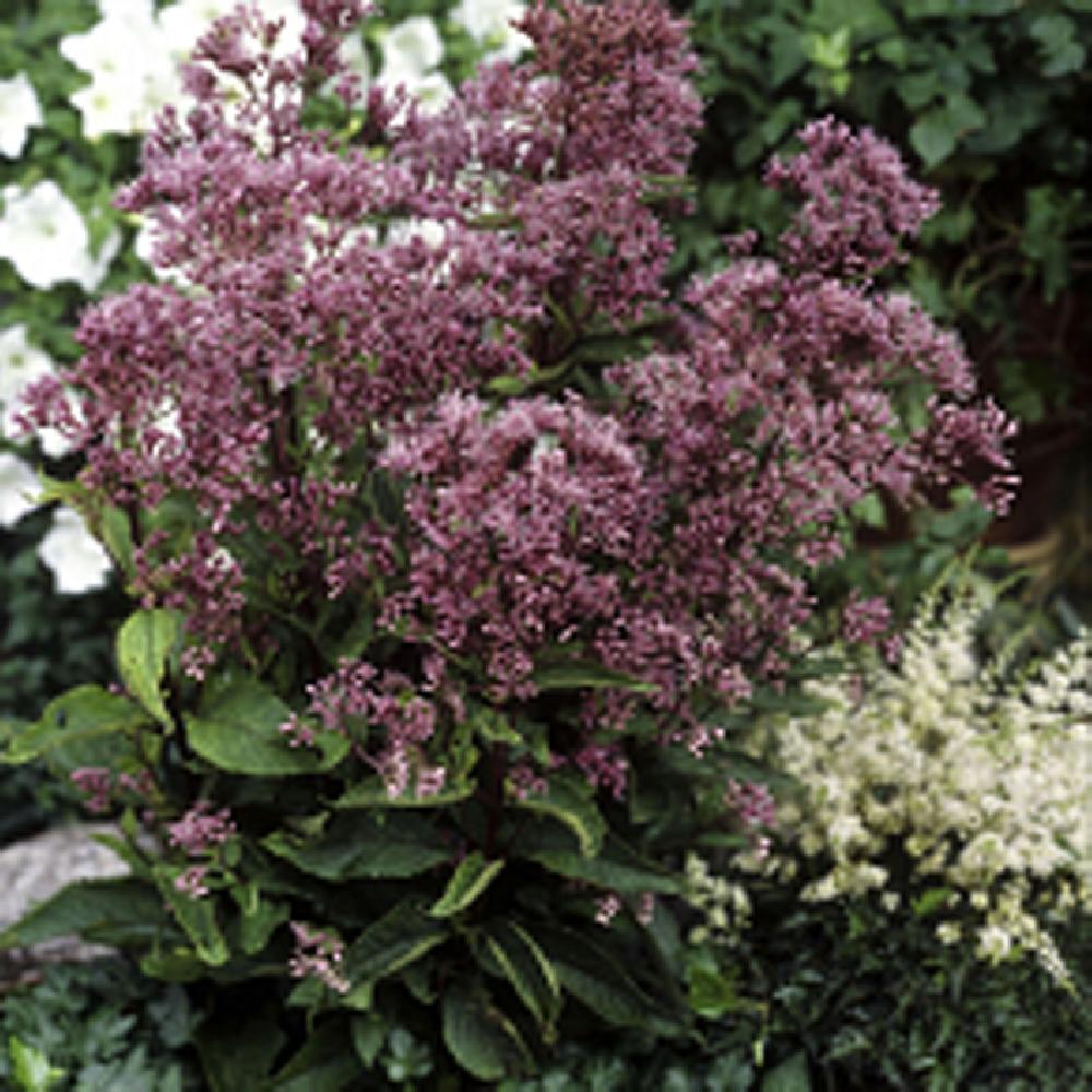 EUPATORIUM maculatum 'Phantom'