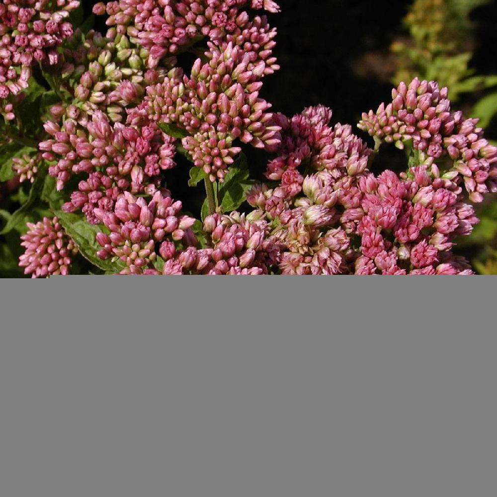 EUPATORIUM maculatum 'Riesenschirm'