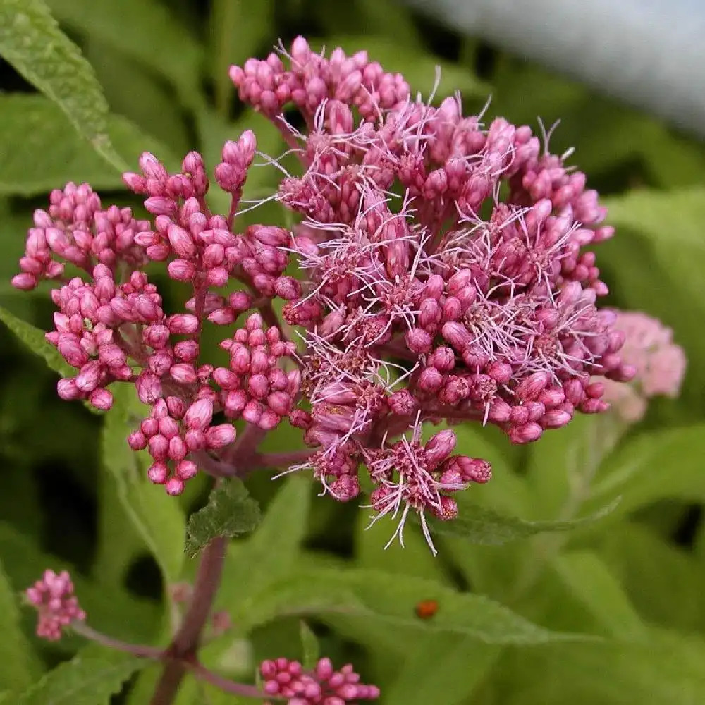 EUPATORIUM purpureum