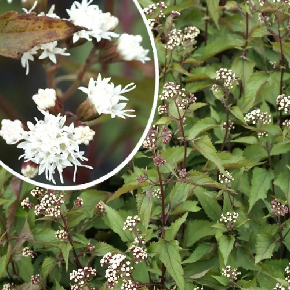 EUPATORIUM rugosum 'Chocolate'