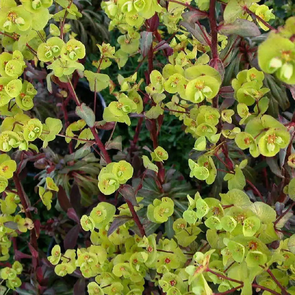 EUPHORBIA amygdaloides 'Purpurea'