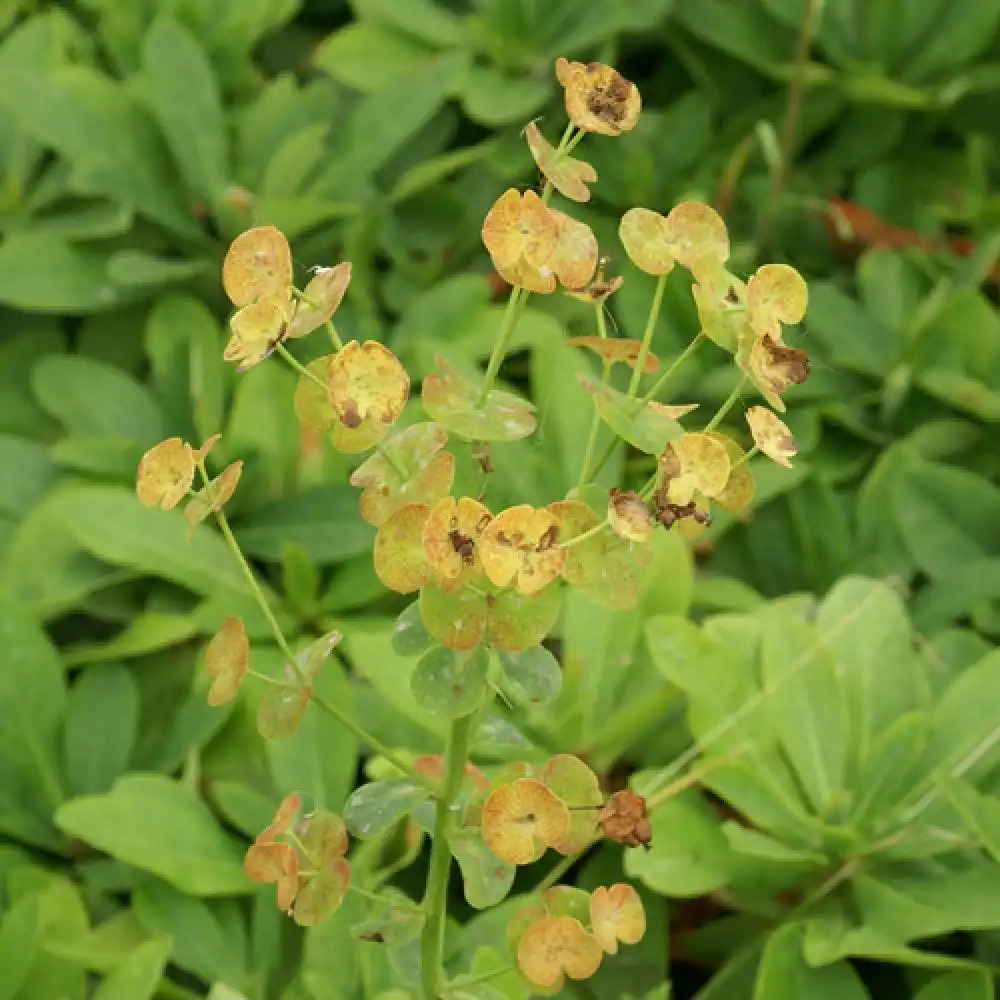 EUPHORBIA amygdaloides var. robbiae