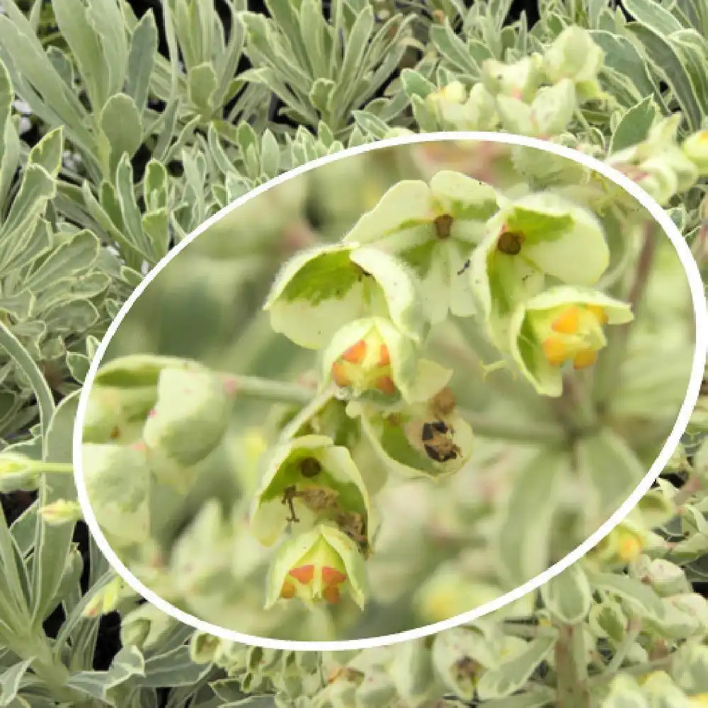 EUPHORBIA characias 'Silver Swam'®