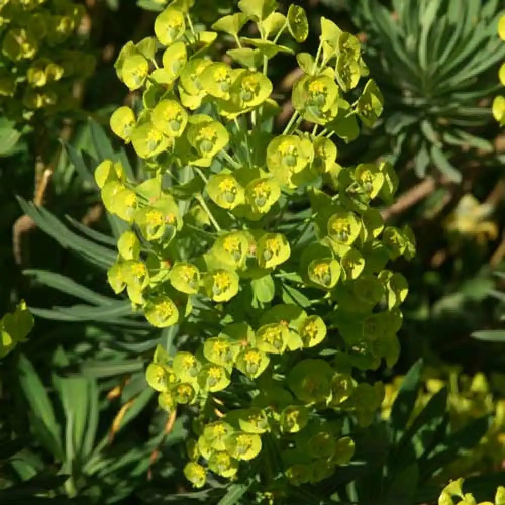 EUPHORBIA characias ssp. wulfenii 'Shorty'