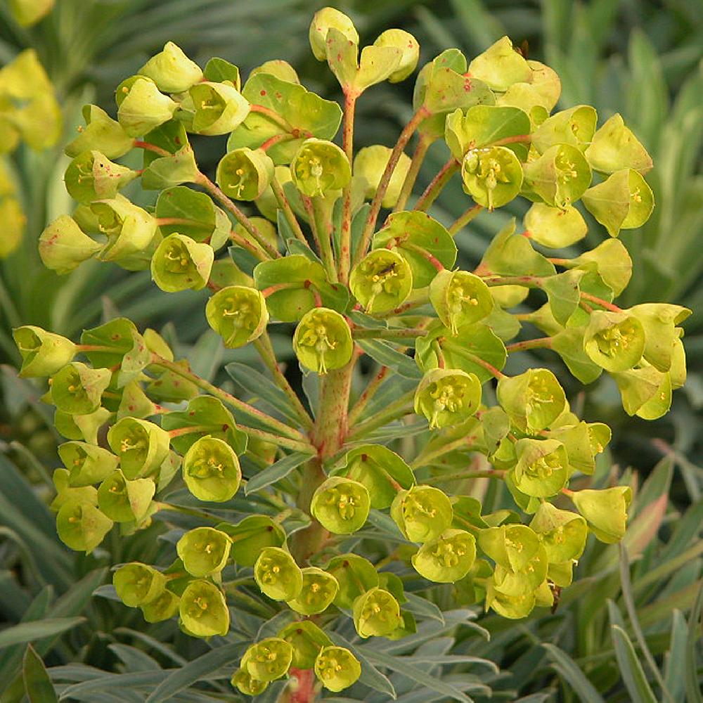 EUPHORBIA characias 'Wulfenii'