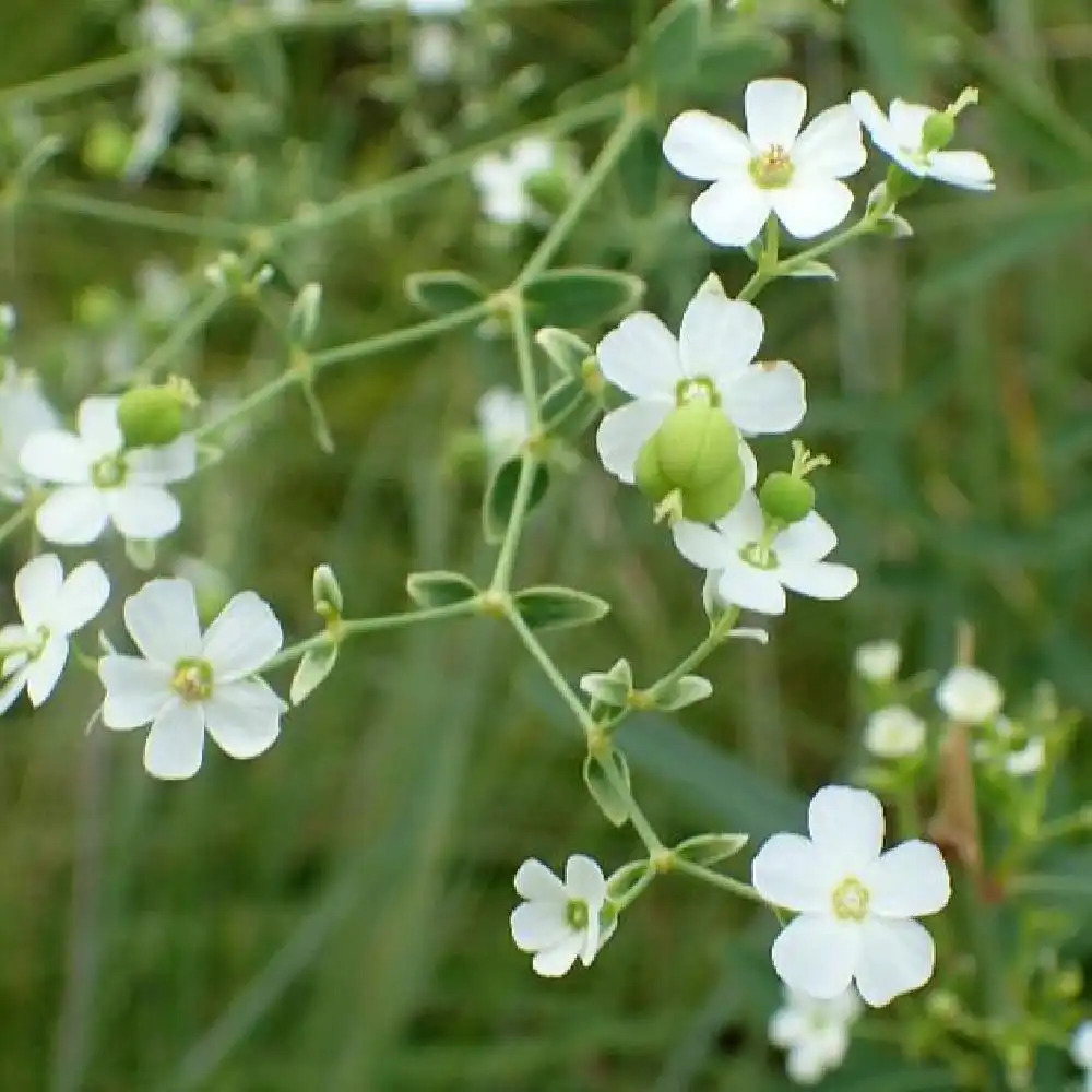 EUPHORBIA corollata