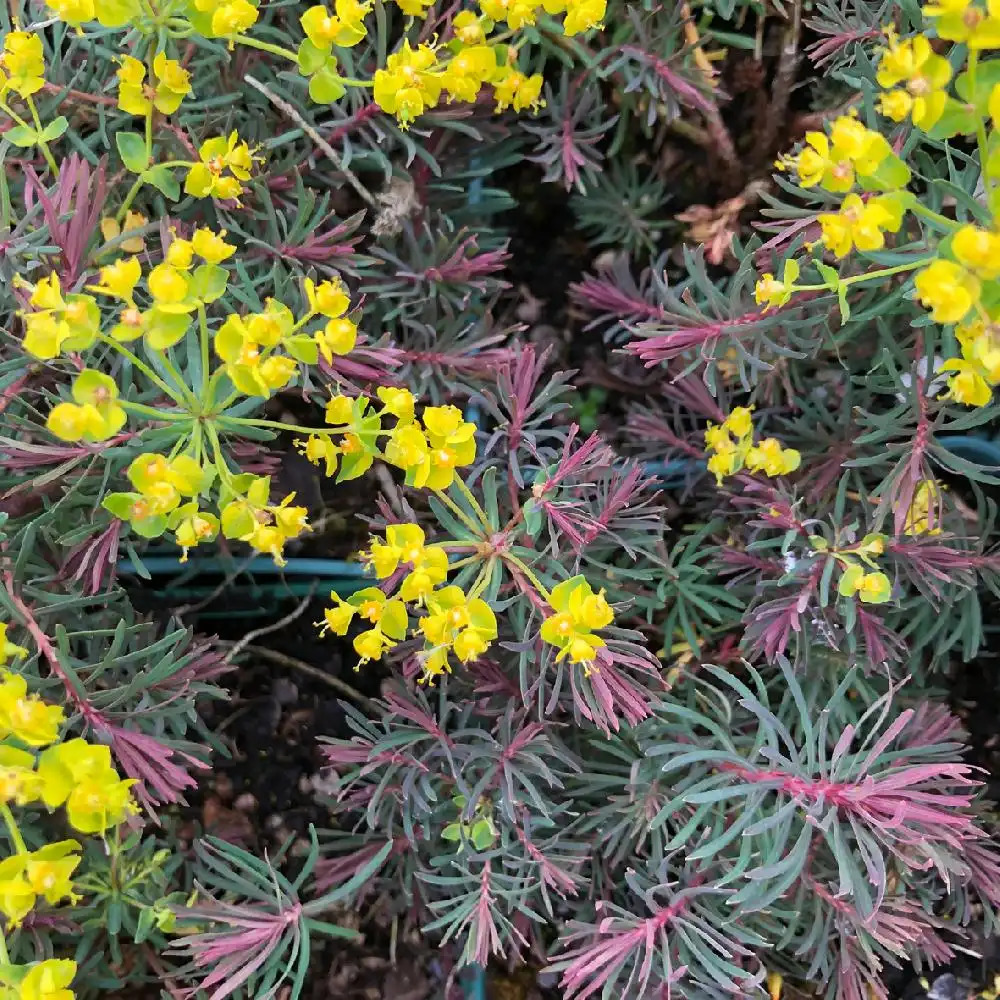 EUPHORBIA cyparissias 'Fens Ruby'