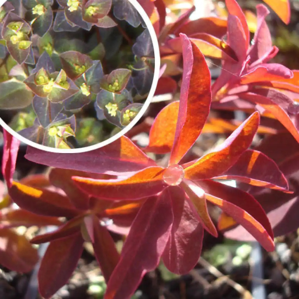 EUPHORBIA dulcis 'Chameleon'