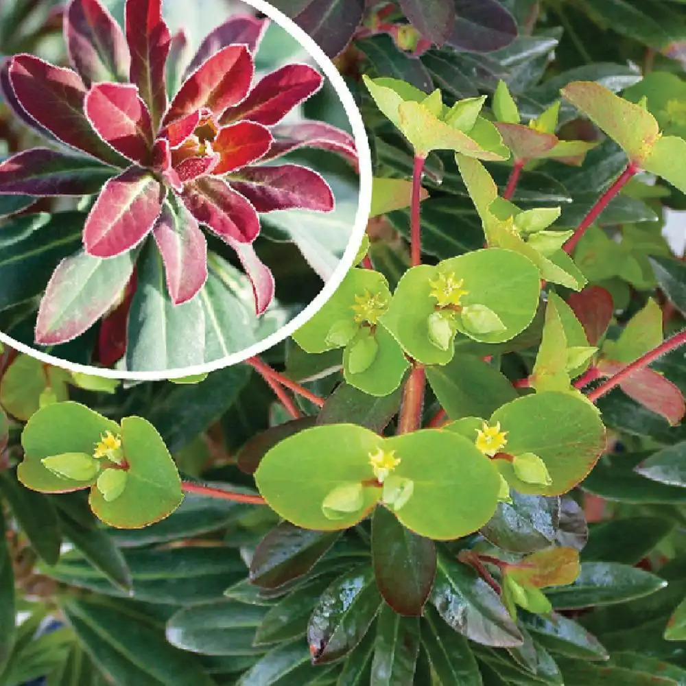 EUPHORBIA 'Efanthia'®