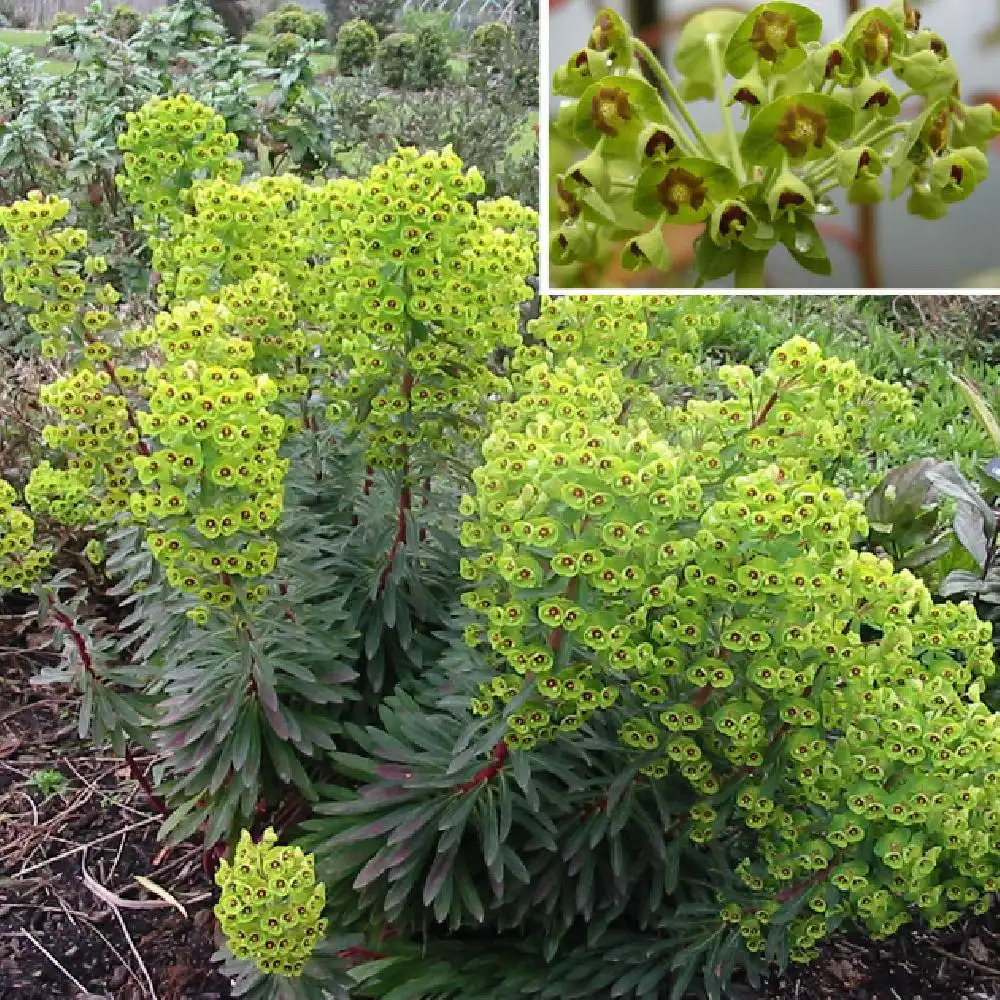 EUPHORBIA martinii