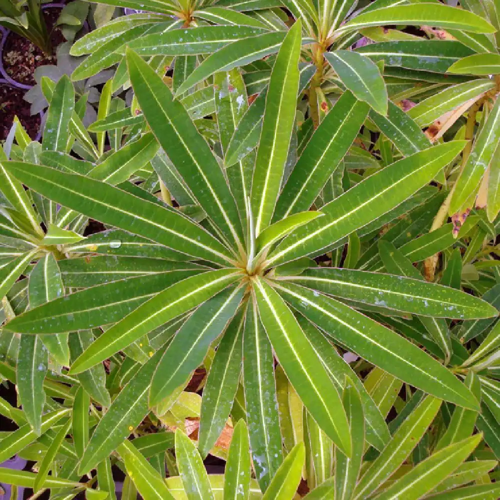 EUPHORBIA mellifera