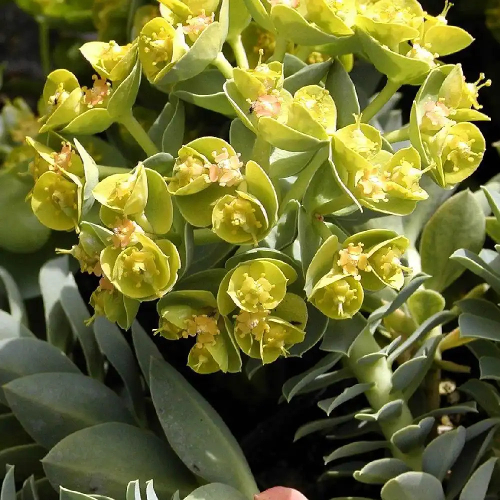 EUPHORBIA myrsinites