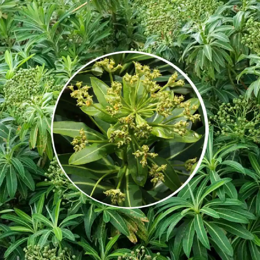 EUPHORBIA x pasteurii C1.5