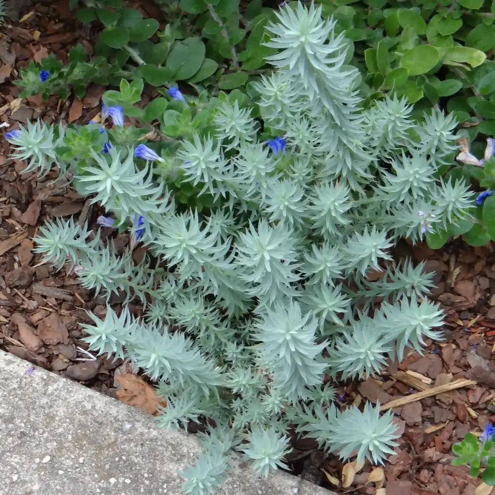 EUPHORBIA pithyusa ssp. cupanii 'Ponte Leccia'