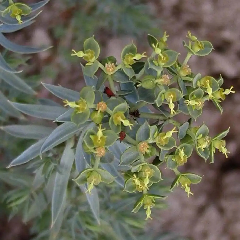 EUPHORBIA pithyusa