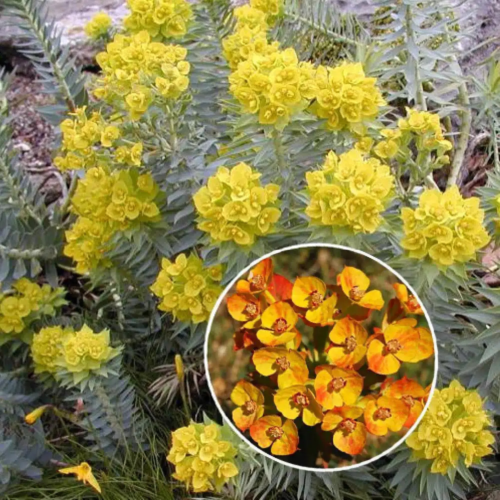 EUPHORBIA rigida