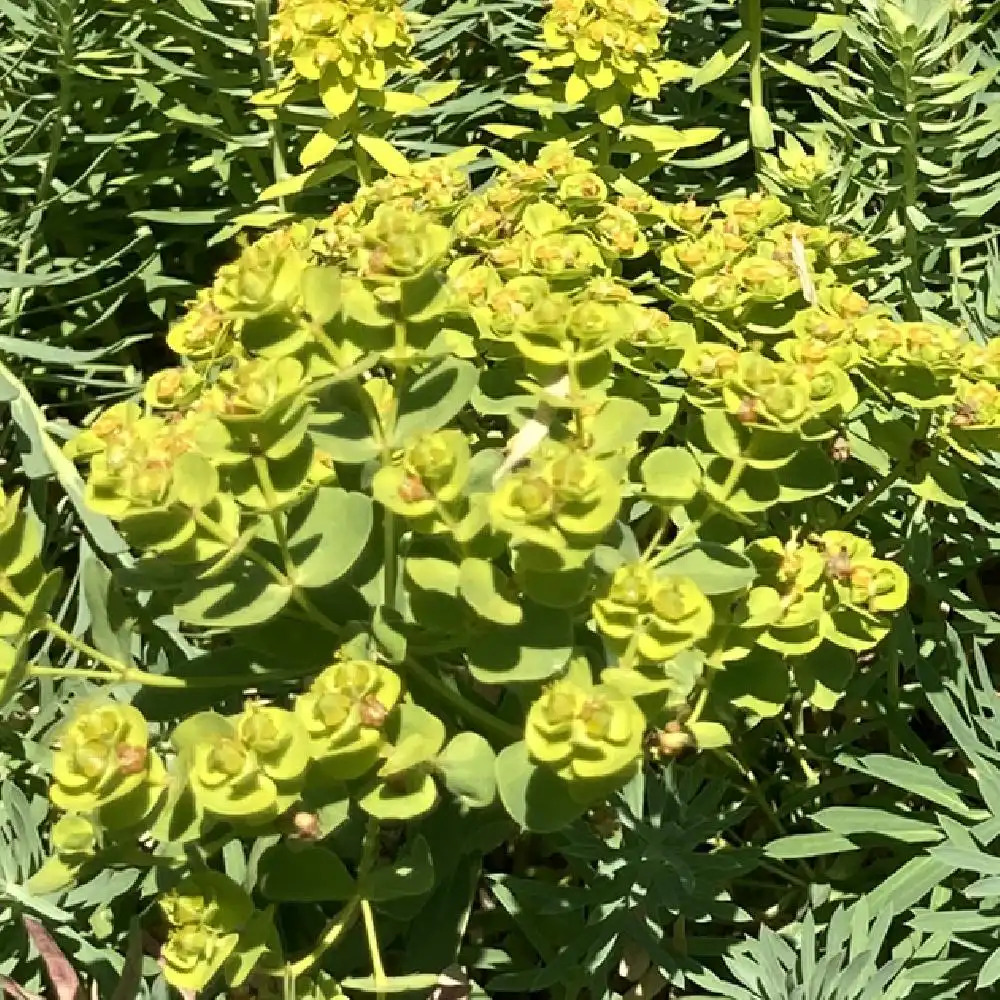 EUPHORBIA seguierana ssp. niciciana