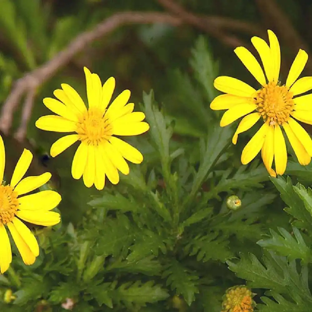 EURYOPS chrysanthemoides - Marguerite en arbre - Euryops à fleur de  chrysanthème - pépinières Lepage Bretagne Bord de mer