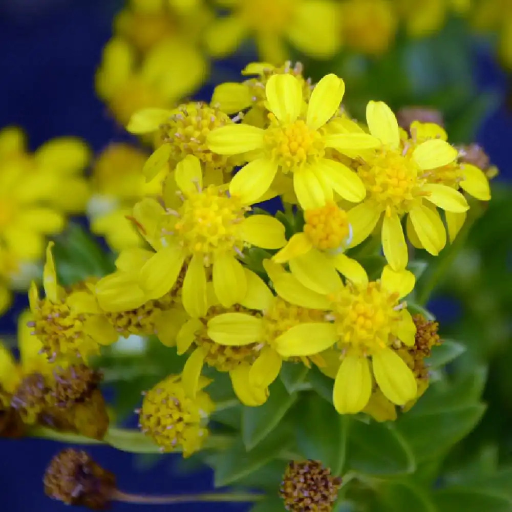 EURYOPS tysonii