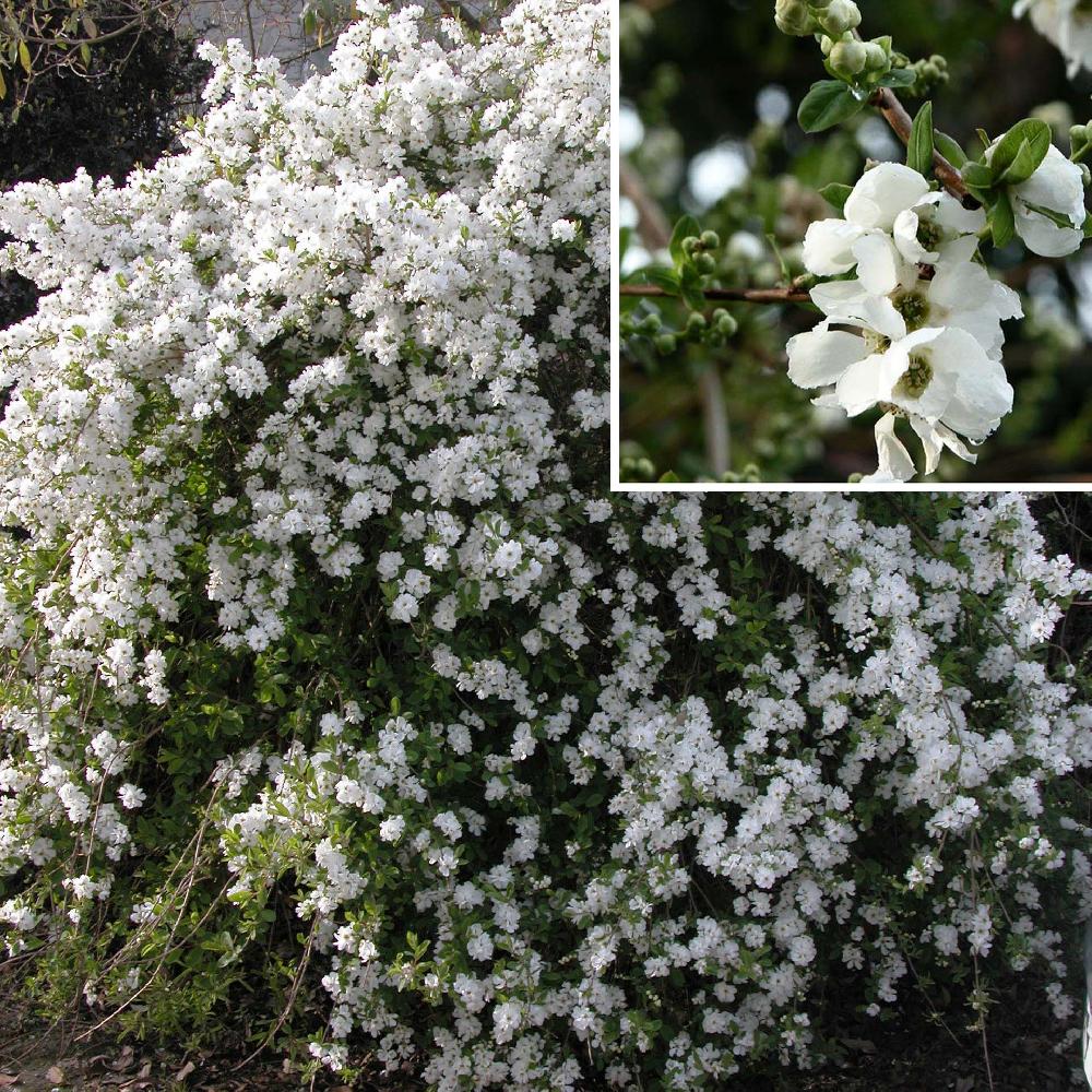 EXOCHORDA x macrantha 'The Bride'