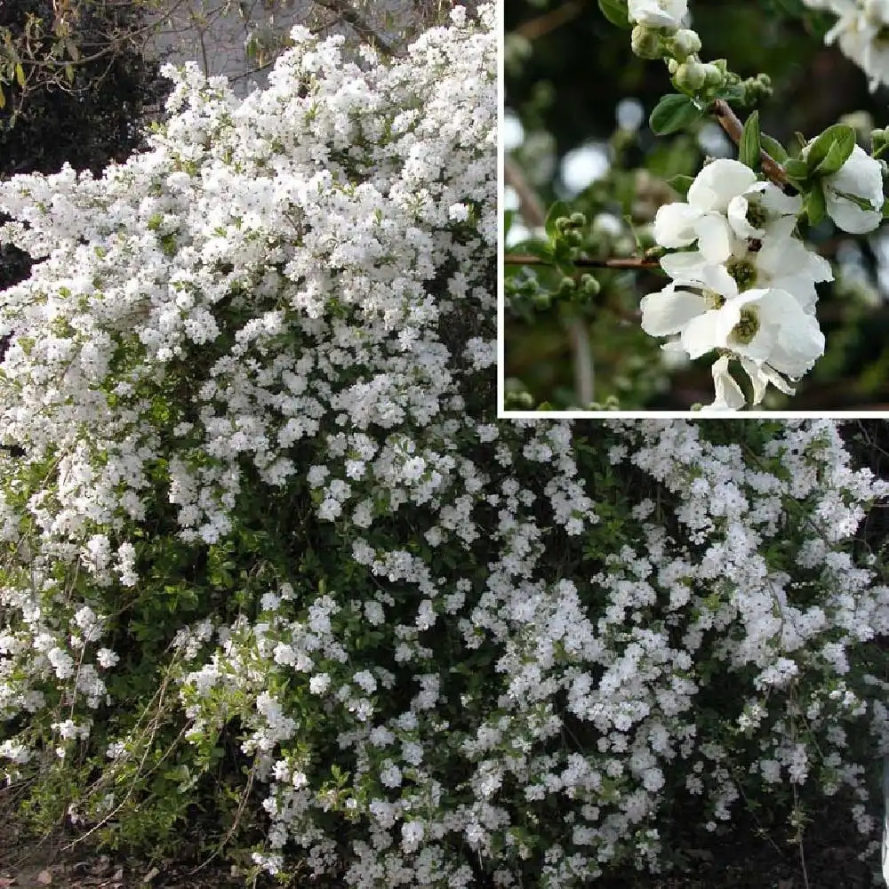 EXOCHORDA x macrantha 'The Bride'