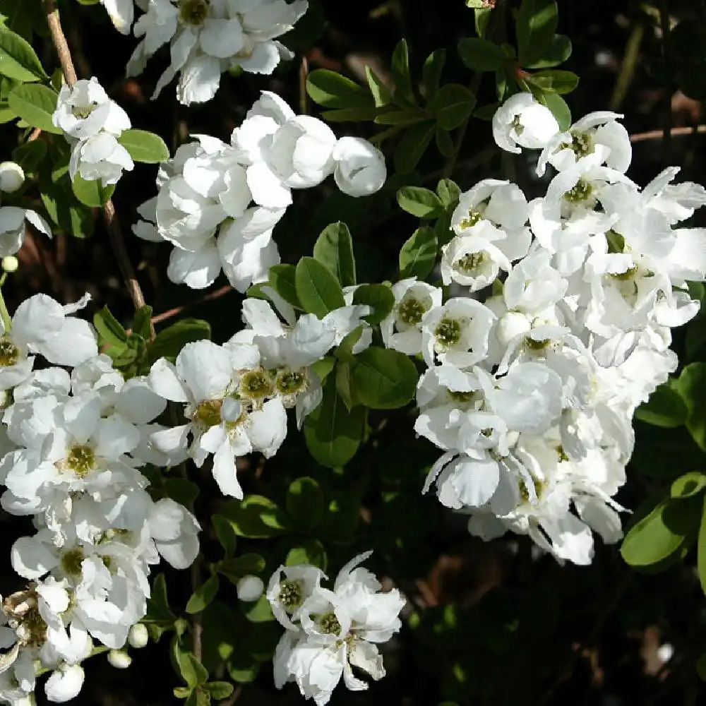 EXOCHORDA x macrantha 'First Edition'