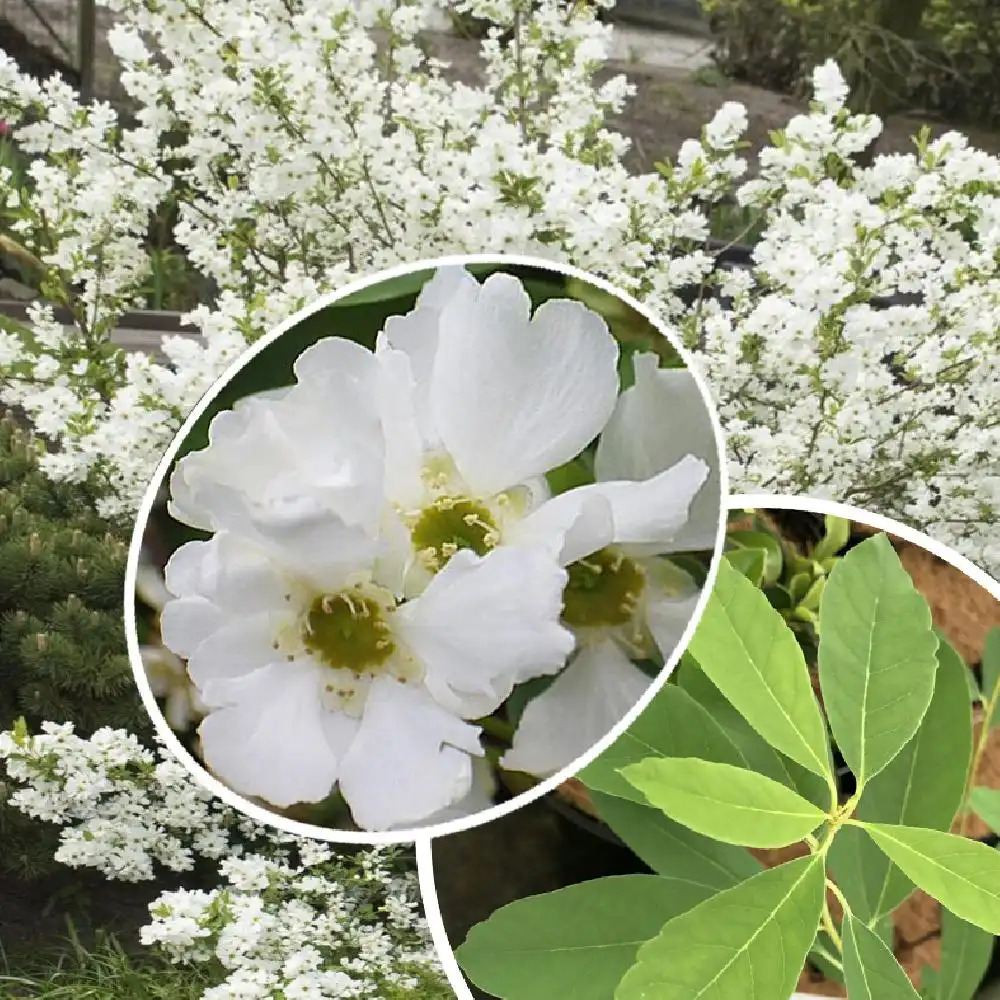 EXOCHORDA racemosa 'Niagara'