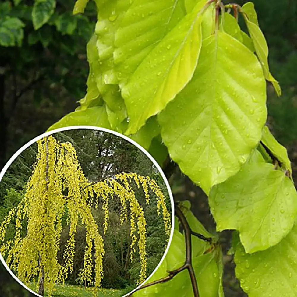 FAGUS sylvatica 'Aurea'